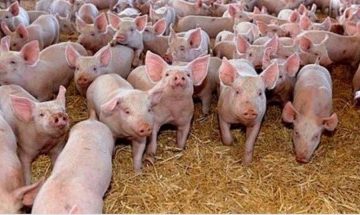Anunțurile cu oferte de carne de porc și porci de pe site-urile de mică publicitate s-au înmulțit