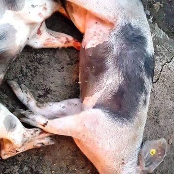 Pestă porcină confirmată la un porc domestic în localitatea Săbișa