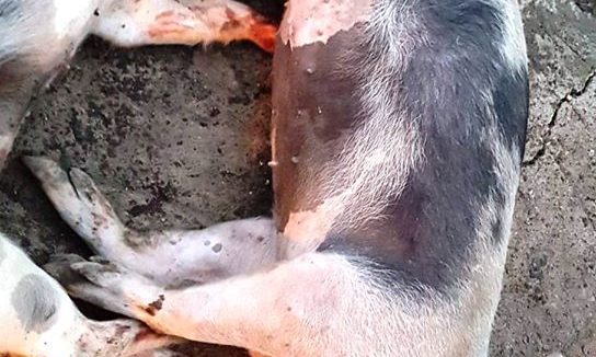 Pestă porcină confirmată la un porc domestic în localitatea Săbișa Pestă porcină confirmată la un porc domestic în localitatea Săbișa