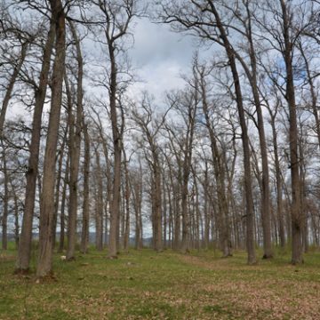 Autoritățile din Mireșu Mare și-au pus în plan să transforme zona într-un obiectiv turistic important Autoritățile din Mireșu Mare și-au pus în plan să transforme zona într-un obiectiv turistic important