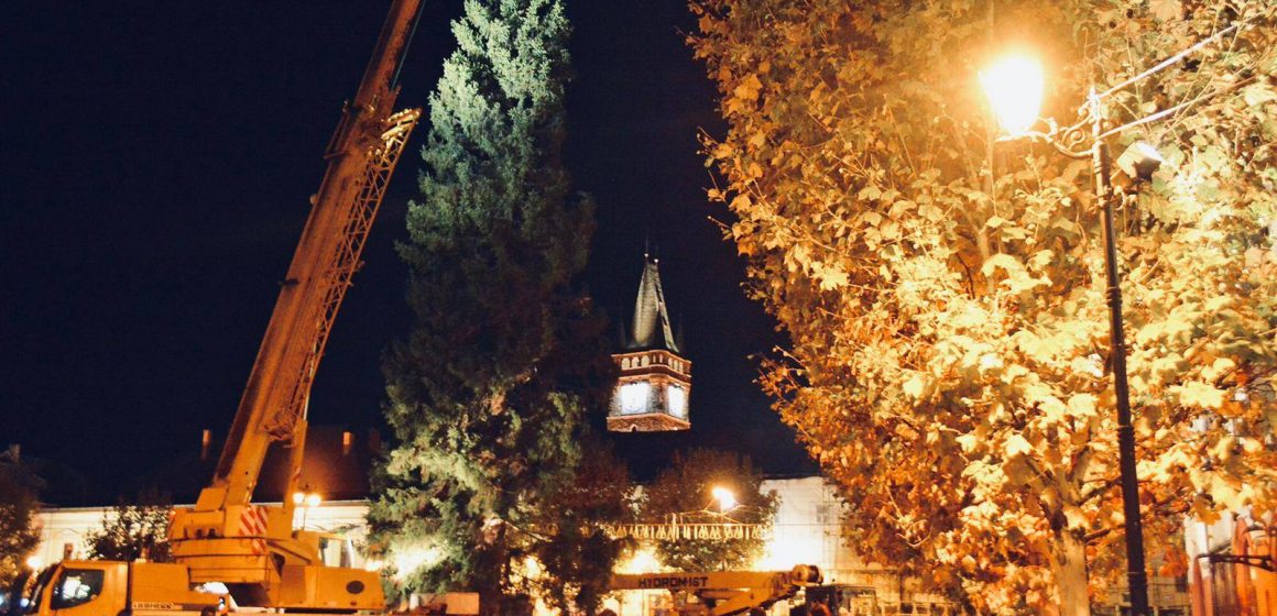 S-a adus pomul de Crăciun S-a adus pomul de Crăciun
