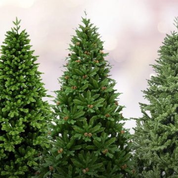 Direcția Silvică Maramureș scoate la vânzare 1305 pomi de Crăciun Direcția Silvică Maramureș scoate la vânzare 1305 pomi de Crăciun