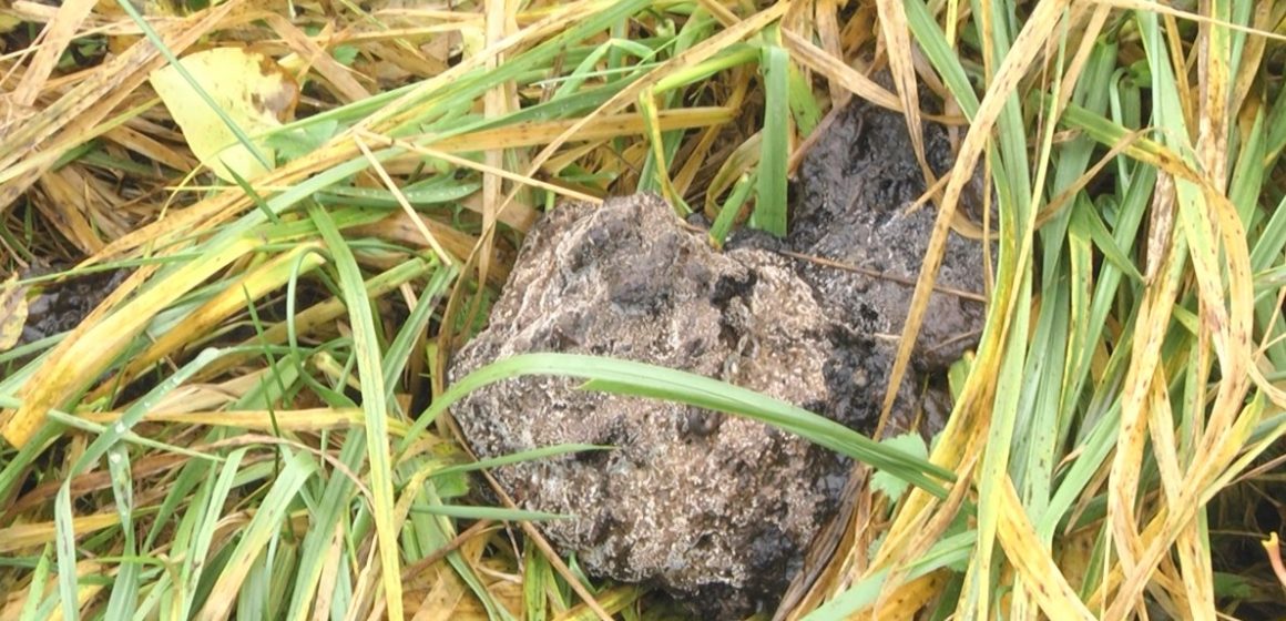 Urme de urs descoperite la nici 50 de metri de locuințele sighetenilor de pe Valea Cufundoasă