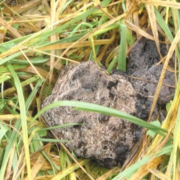 Urme de urs descoperite la nici 50 de metri de locuințele sighetenilor de pe Valea Cufundoasă