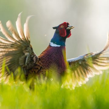 Iarna nu-i ca vara și nici rața ca fazanul