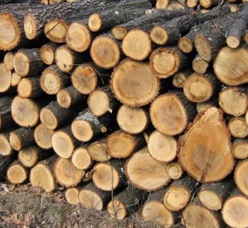 Prețul lemnului de foc pentru populație a scăzut în ultimul an la Direcția Silvică Maramureș