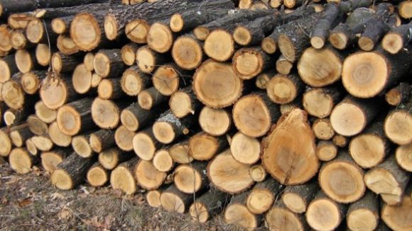 Prețul lemnului de foc pentru populație a scăzut în ultimul an la Direcția Silvică Maramureș