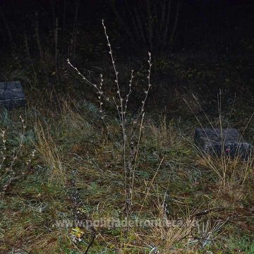 Țigări de contrabandă în valoare de 14.000 de lei confiscate la frontieră
