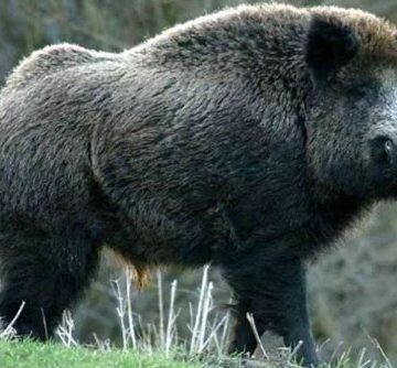 Pestă porcină confirmată la un porc mistreț găsit decedat pe un fond de vânătoare la Seini, respectiv la Huta