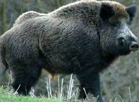 Pestă porcină confirmată la un porc mistreț găsit decedat pe un fond de vânătoare la Seini, respectiv la Huta Pestă porcină confirmată la un porc mistreț găsit decedat pe un fond de vânătoare la Seini, respectiv la Huta