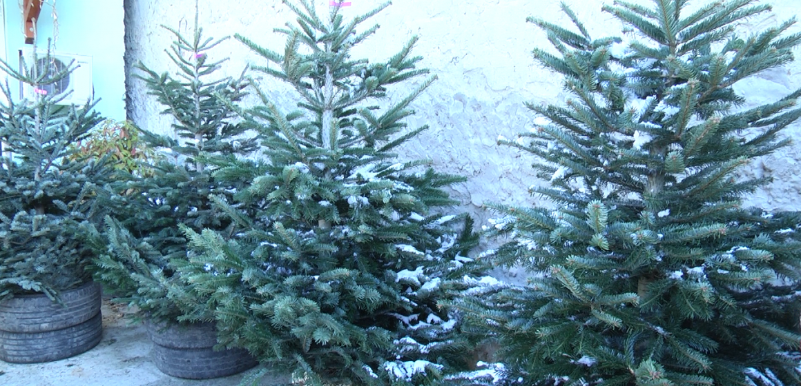 VIDEO | Ofertă bogată de pomi de Crăciun în Sighet
