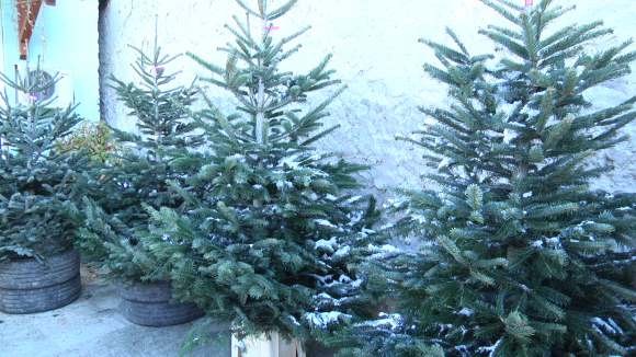 VIDEO | Ofertă bogată de pomi de Crăciun în Sighet