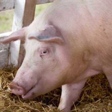 VIDEO | Situația focarelor de pestă porcină africană în Maramureș VIDEO | Situația focarelor de pestă porcină africană în Maramureș