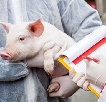 VIDEO | Acțiuni de control ca măsură de prevenție în vederea împiedicării răspândirii virusului pestei porcine africane VIDEO | Acțiuni de control ca măsură de prevenție în vederea împiedicării răspândirii virusului pestei porcine africane