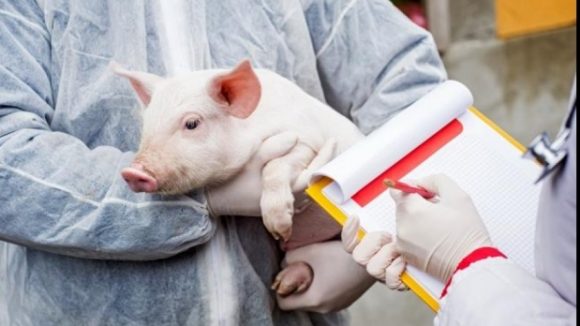 VIDEO | Acțiuni de control ca măsură de prevenție în vederea împiedicării răspândirii virusului pestei porcine africane VIDEO | Acțiuni de control ca măsură de prevenție în vederea împiedicării răspândirii virusului pestei porcine africane