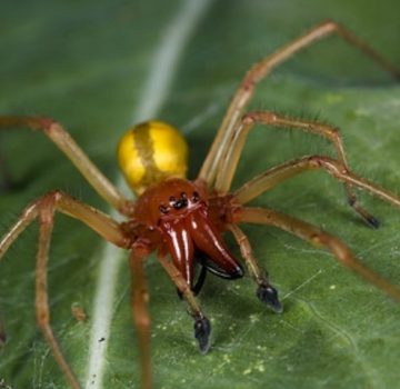 De ce nu trebuie să omori păianjenii pe care îi găsești în locuință, potrivit entomologilor