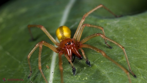 De ce nu trebuie să omori păianjenii pe care îi găsești în locuință, potrivit entomologilor De ce nu trebuie să omori păianjenii pe care îi găsești în locuință, potrivit entomologilor