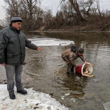 VIDEO | Acțiuni de repopulare cu pește pe Someș și Lăpuș