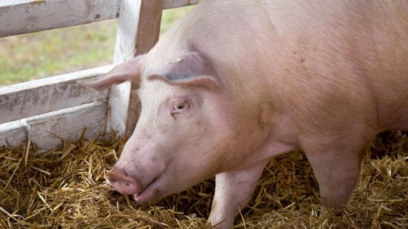 VIDEO | Încă un caz de pestă porcină africană confirmată la un porc domestic în localitatea Săbișa