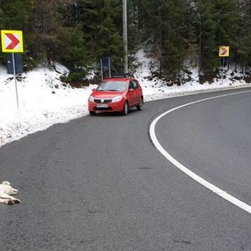 Câine împușcat din cauză că a intrat pe un fond de vânătoare