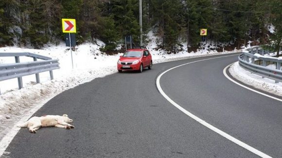 Câine împușcat din cauză că a intrat pe un fond de vânătoare Câine împușcat din cauză că a intrat pe un fond de vânătoare