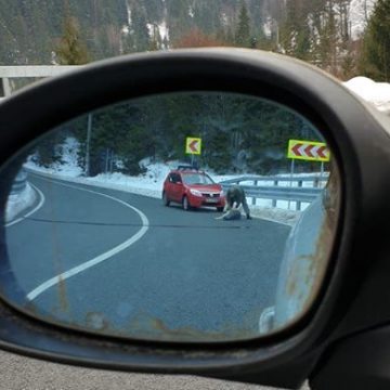 VIDEO | Bărbatul care a împușcat un câine în Pasul Prislop – cercetat penal
