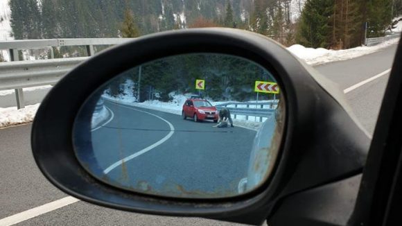 VIDEO | Bărbatul care a împușcat un câine în Pasul Prislop – cercetat penal VIDEO | Bărbatul care a împușcat un câine în Pasul Prislop – cercetat penal