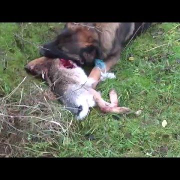 VIDEO | AJVPS Maramureș recomandă cetățenilor care dețin câini să nu-i lase nesupravegheați VIDEO | AJVPS Maramureș recomandă cetățenilor care dețin câini să nu-i lase nesupravegheați