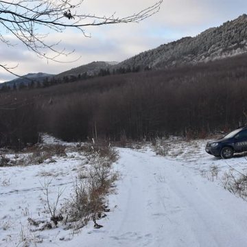 Tăieri ilegale de arbori în zona Șomcuta Mare