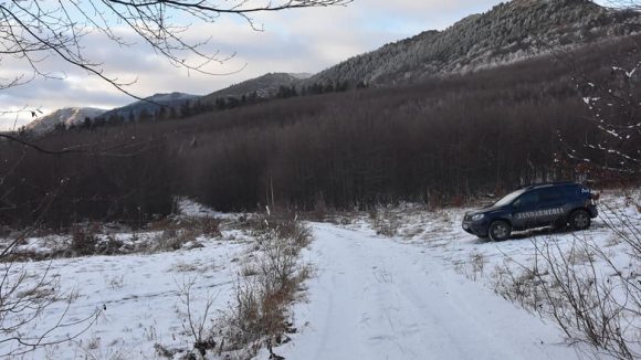 Tăieri ilegale de arbori în zona Șomcuta Mare