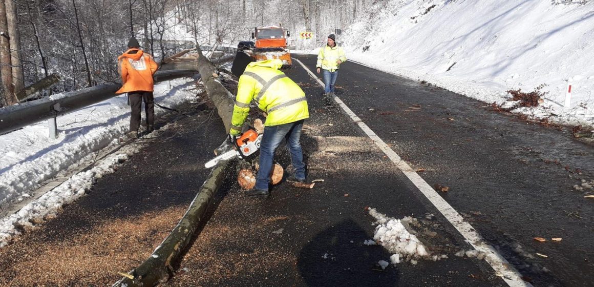 VIDEO | Copaci doborâți de vânt în Pasul Gutâi