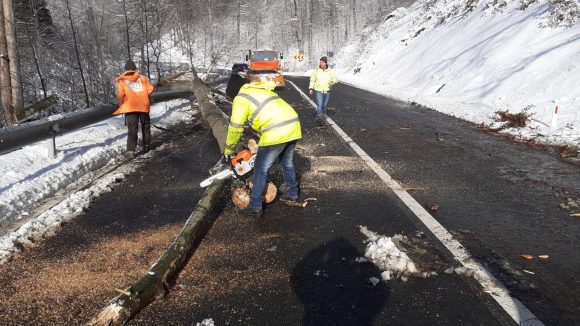 VIDEO | Copaci doborâți de vânt în Pasul Gutâi VIDEO | Copaci doborâți de vânt în Pasul Gutâi