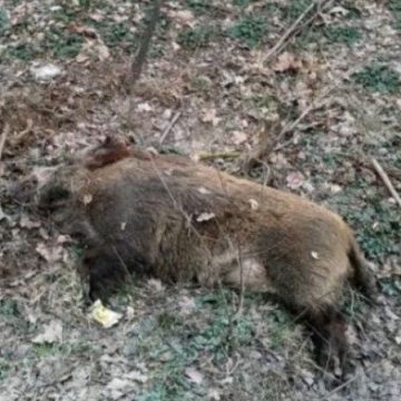 VIDEO | Pestă porcină africană confirmată la un porc mistreț găsit mort pe un fond de vânătoare la Ocoliș VIDEO | Pestă porcină africană confirmată la un porc mistreț găsit mort pe un fond de vânătoare la Ocoliș