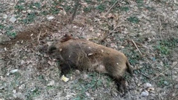 VIDEO | Pestă porcină africană confirmată la un porc mistreț găsit mort pe un fond de vânătoare la Ocoliș