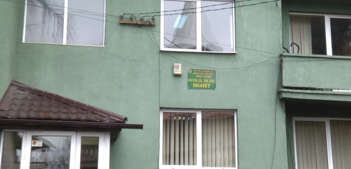 VIDEO | Cea mai mare defrișare ilegală din ultimii cinci ani a fost descoperită la Sighet