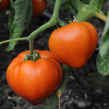 VIDEO | Programul de sprijin pentru tomate continuă și în 2020 VIDEO | Programul de sprijin pentru tomate continuă și în 2020