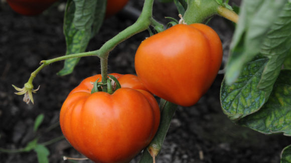 VIDEO | Programul de sprijin pentru tomate continuă și în 2020 VIDEO | Programul de sprijin pentru tomate continuă și în 2020