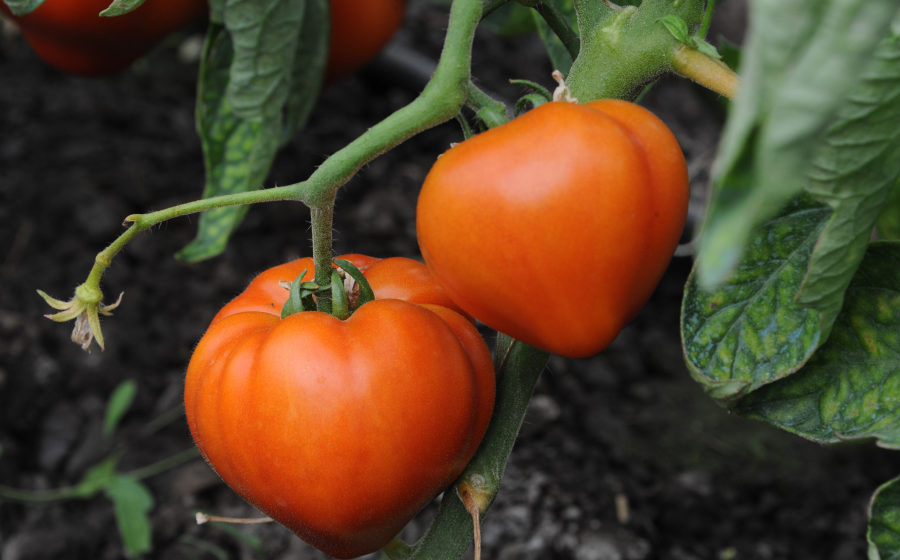 VIDEO | Programul de sprijin pentru tomate continuă și în 2020 VIDEO | Programul de sprijin pentru tomate continuă și în 2020