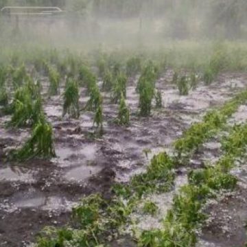 VIDEO | Stresul termic, afectează culturile agricole din Maramureș