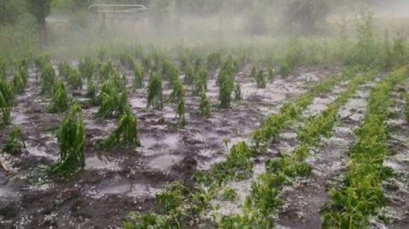 VIDEO | Stresul termic, afectează culturile agricole din Maramureș VIDEO | Stresul termic, afectează culturile agricole din Maramureș