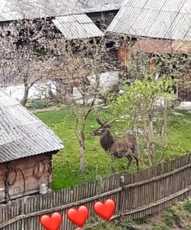 VIDEO | Un cerb frumos a fost văzut pe ulițele Botizei VIDEO | Un cerb frumos a fost văzut pe ulițele Botizei