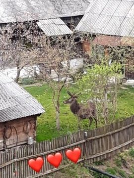 VIDEO | Un cerb frumos a fost văzut pe ulițele Botizei VIDEO | Un cerb frumos a fost văzut pe ulițele Botizei