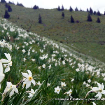 VIDEO | Poiana cu narcise din Valea Vinului este pregatită să întâmpine turiștii VIDEO | Poiana cu narcise din Valea Vinului este pregatită să întâmpine turiștii