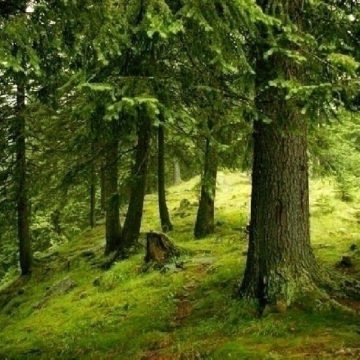 Nu se mai taie lemn din pădurile mai vechi de 140 de ani