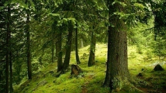 Nu se mai taie lemn din pădurile mai vechi de 140 de ani