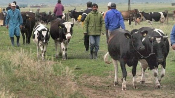 Târgurile de animale rămân în continuare închise Târgurile de animale rămân în continuare închise