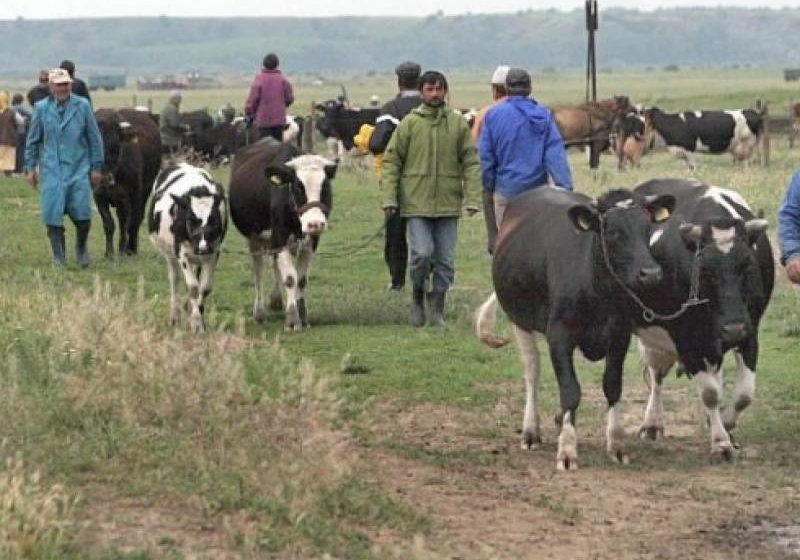 Târgurile de animale rămân în continuare închise