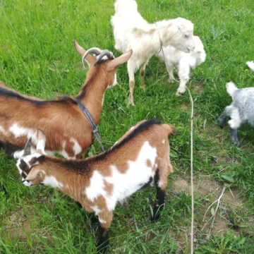VIDEO | Târgul de animale s-a mutat pe net VIDEO | Târgul de animale s-a mutat pe net