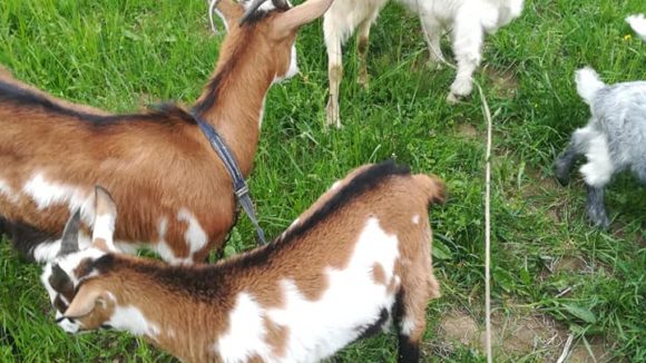 VIDEO | Târgul de animale s-a mutat pe net VIDEO | Târgul de animale s-a mutat pe net