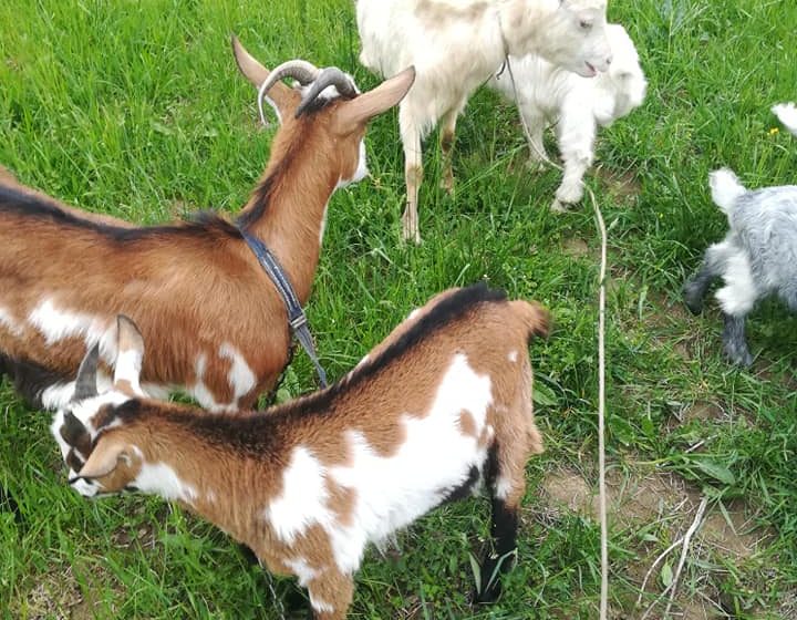 VIDEO | Târgul de animale s-a mutat pe net VIDEO | Târgul de animale s-a mutat pe net